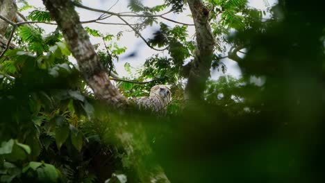 Looking-to-the-right-and-then-turns-its-head-to-look-straight-towards-the-camera-as-seen-deep-in-the-jungle,-Philippine-Eagle-Pithecophaga-jefferyi,-Philippines