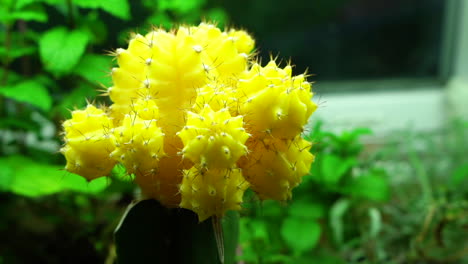 Closeup-of-beautiful-small-yellow-cactus,-under-indoor-lighting