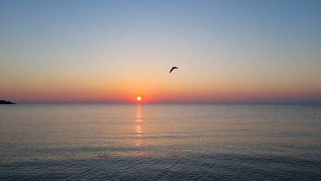 seagull bird flying above the sea at sunrise