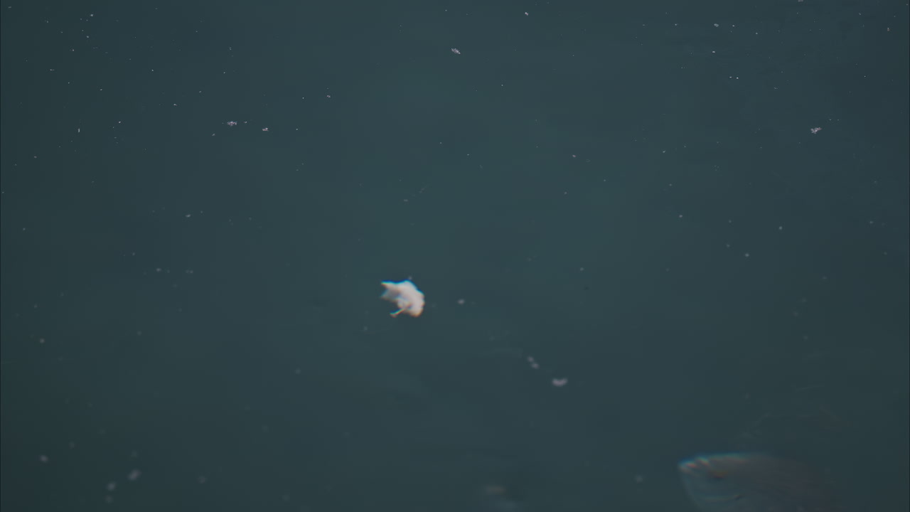 Close up of fish swimming under the water and trying to eat a piece of food