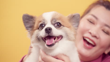 Junge-Frau,-Die-Mit-Chihuahua-Mix-pommerschen-Hunden-Zur-Entspannung-Auf-Hellgelbem-Hintergrund-Spielt