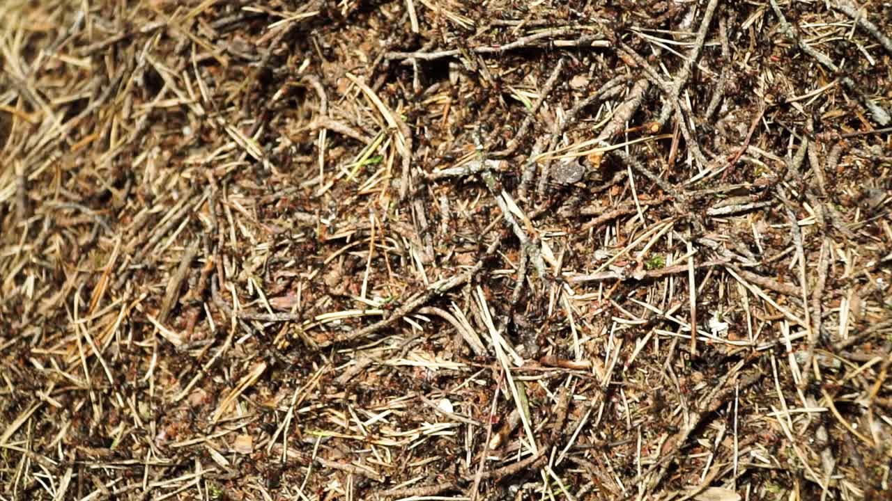 수십 마리의 개미가 숲의 개미집을 이동합니다.