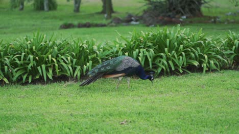 Un-Pavo-Real-Macho-Cautivo,-Pavo-Cristatus,-Pasea-Por-Un-Prado-Verde