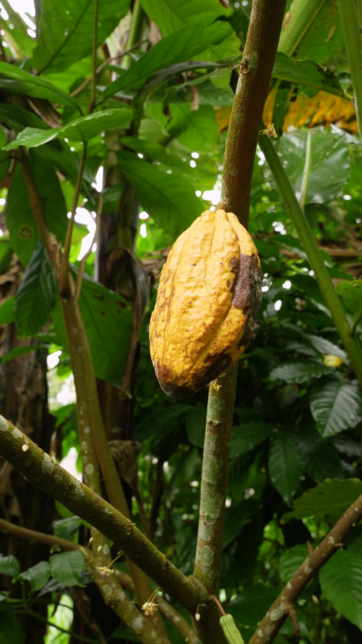 Ripe Cacao Pod Growing on Tree in Tropical Garden Bali Vertical