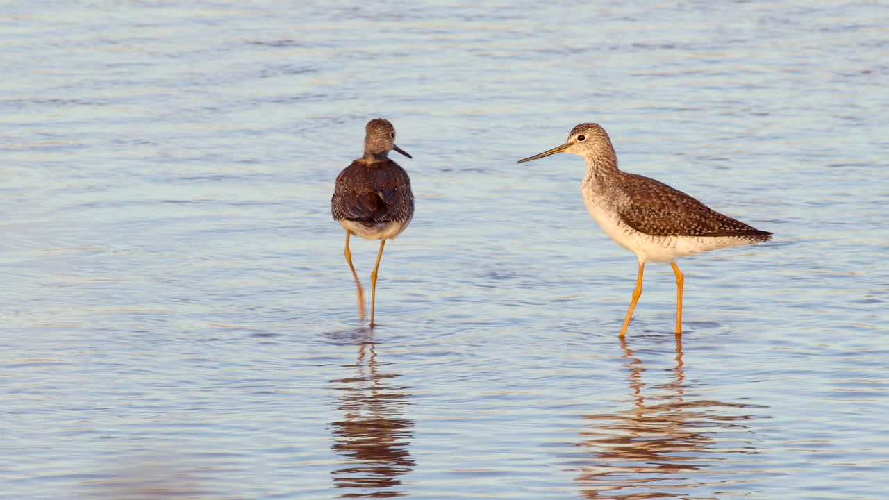 큰 노란다리 해안새, 열대 겨울에 물에 있는 바다새