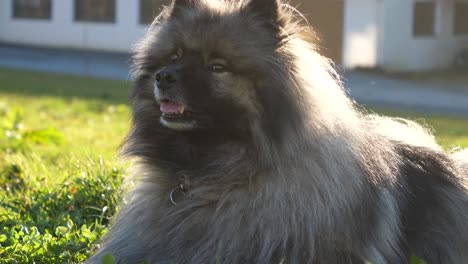 a beautiful keeshond dog lies on a green meadow while the sun is shining on his fur