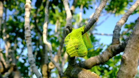 images of seeding green immature fig trees