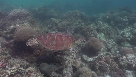 A-green-sea-turtle-swimming-over-a-shallow-coral-reef