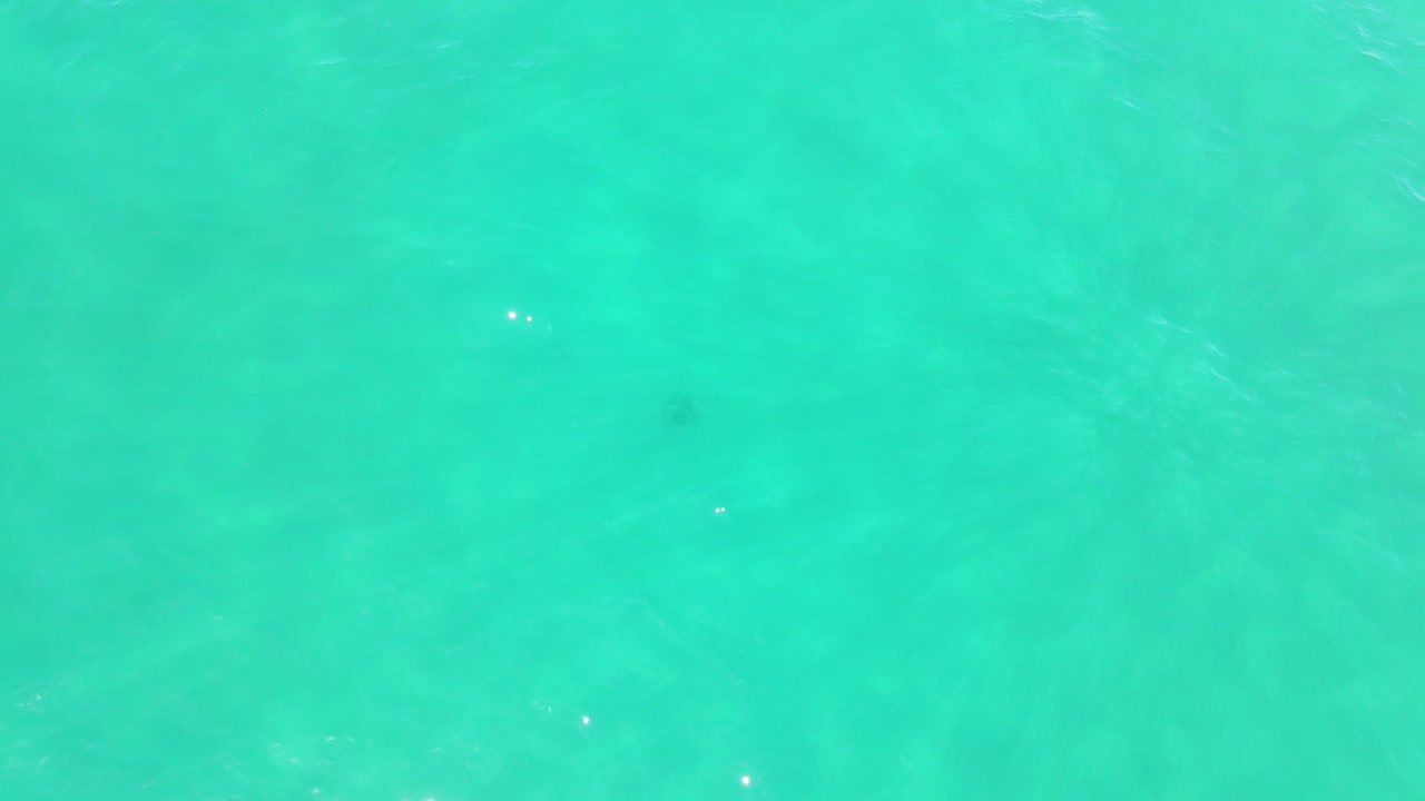 여름의 잔잔한 파도 - 청록색 푸른 바다 물 - 팜 비치, 퀸즐랜드, 호주