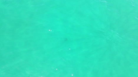 calm waves in summertime - turquoise blue ocean water - palm beach, queensland, australia