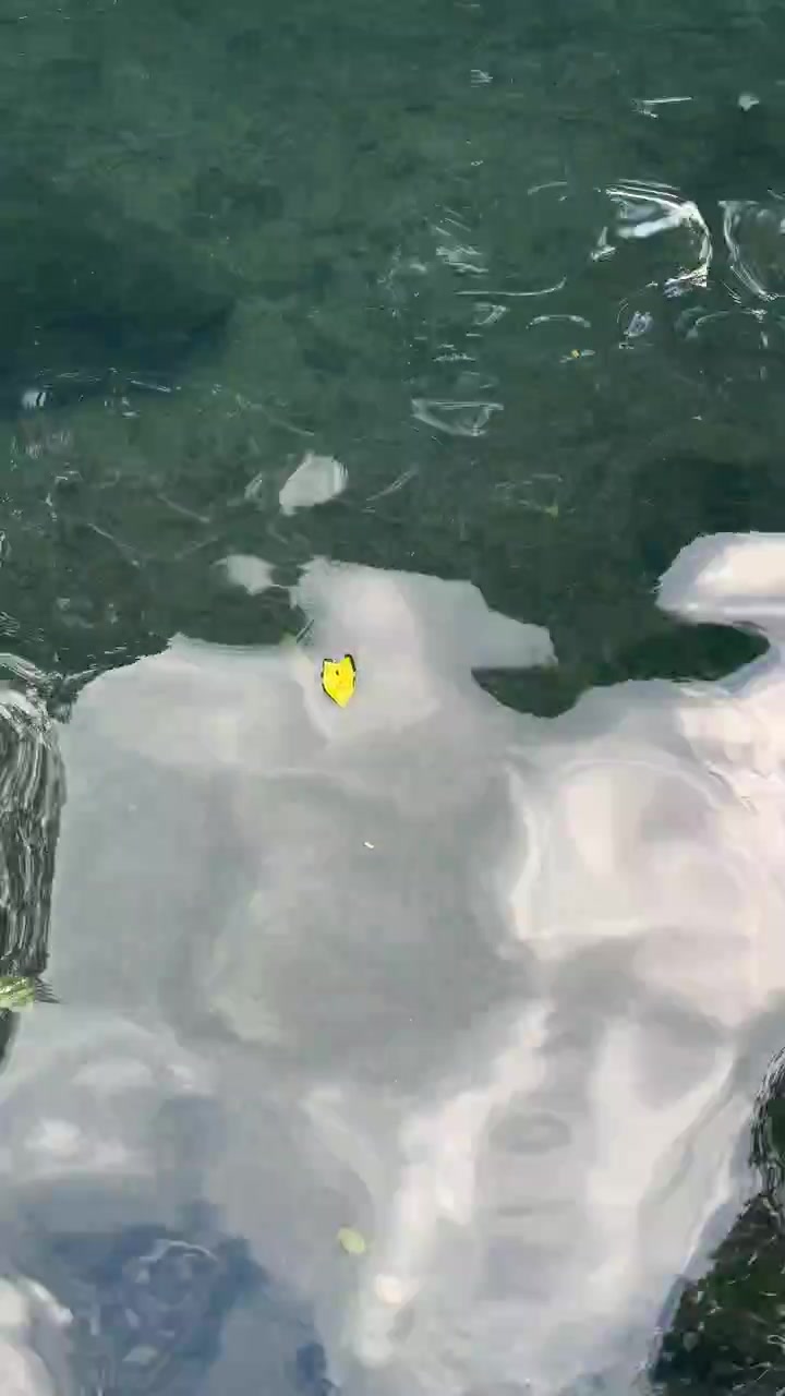 Single Yellow Leaf Floating on Calm Reflective Water Surface