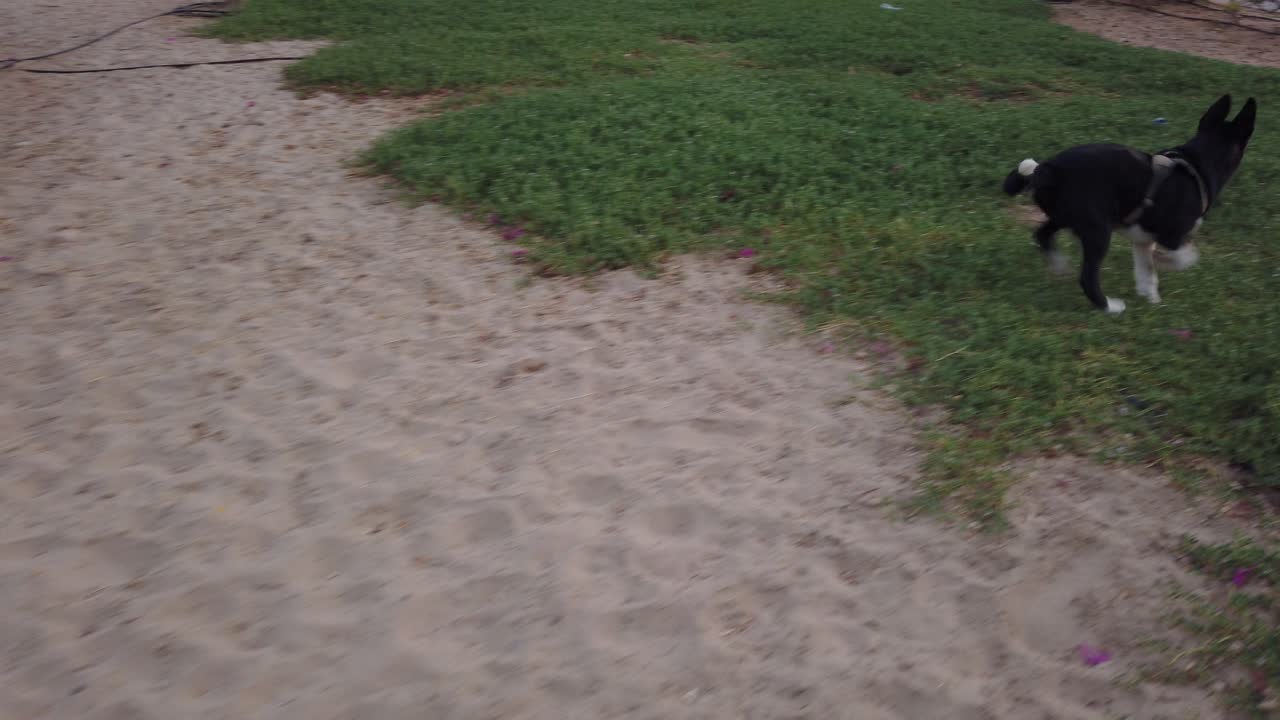 허스키 강아지가 공원에서 막대기를 물고 있다