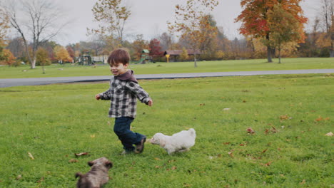 Little-puppies-running-after-a-boy,-having-fun-on-the-lawn
