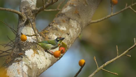 Un-Barbudo-Calderero-Sentado-En-Un-Ficus-Con-Fruta-Roja-Anaranjada,-Comiendo-En-Los-Ghats-Occidentales-De-La-India