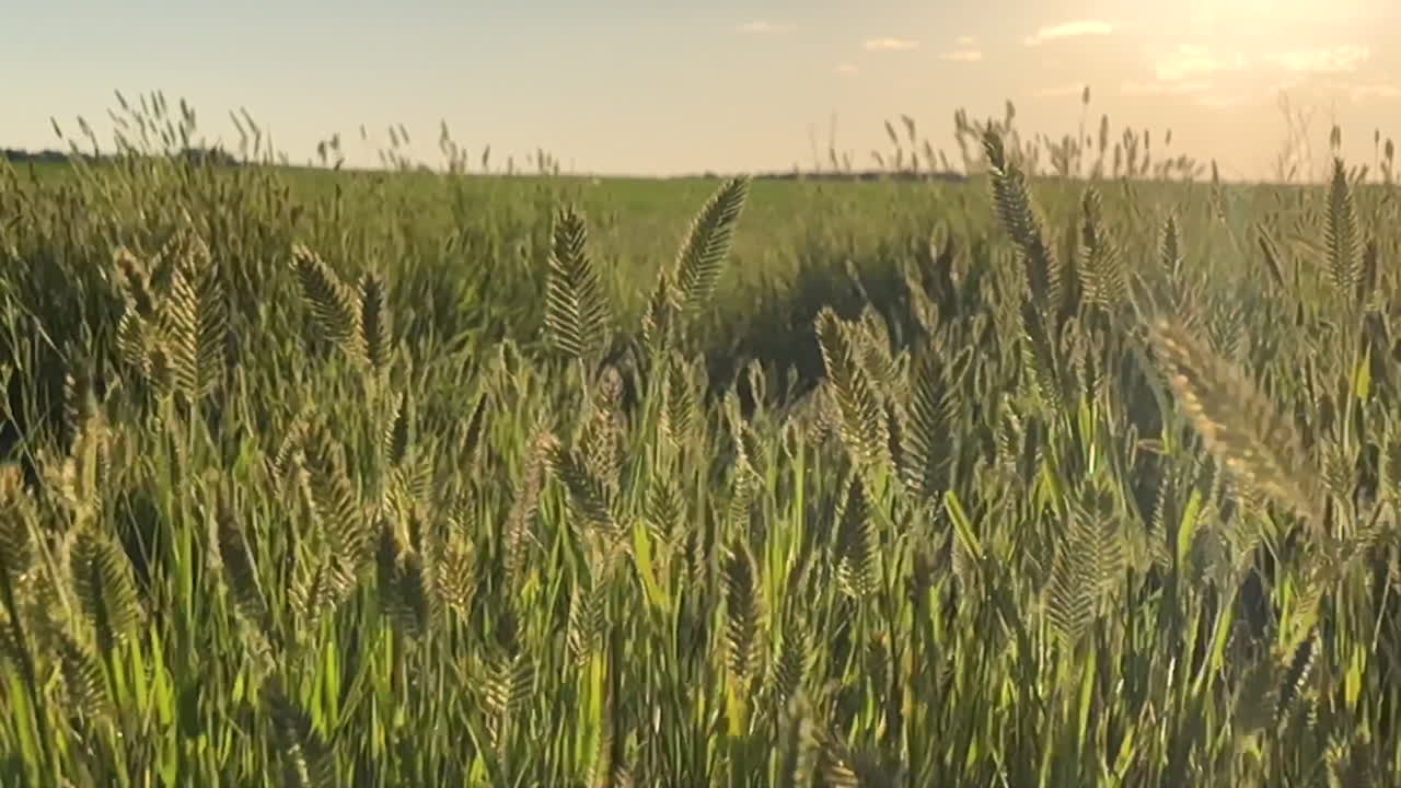 Slow motion of grass weaving in the wind during the golden hour.