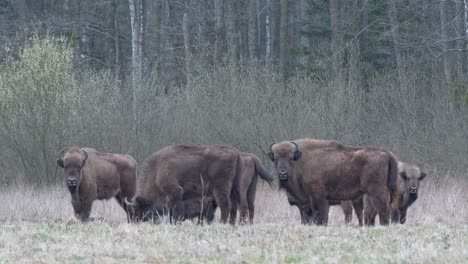 a large herd of european bison grazes in a wild meadow