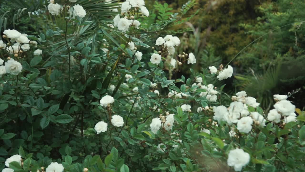 정원에서 흰 장미