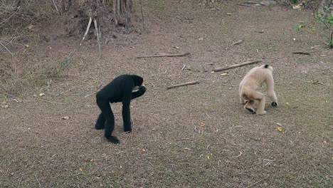 Macacos-Cómicos-Caminan-Sobre-Pasto-Seco-En-El-Recinto-Del-Zoológico