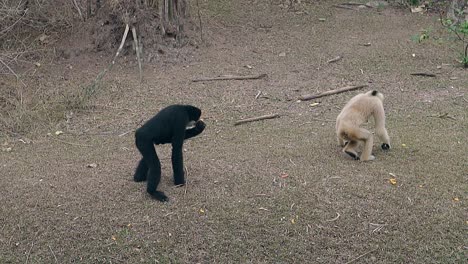 comical macaques walk on dry grass ground in zoo enclosure