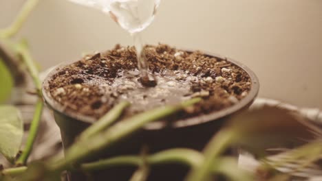 pouring water slowly on plant pot with coco peat