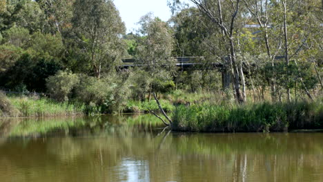 River-view-of-the-Queens-Park-Bridge-in-Geelong,-Australia