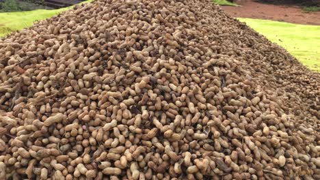 locked shot of a large heap of peanuts after a good harvest in bangalore, india