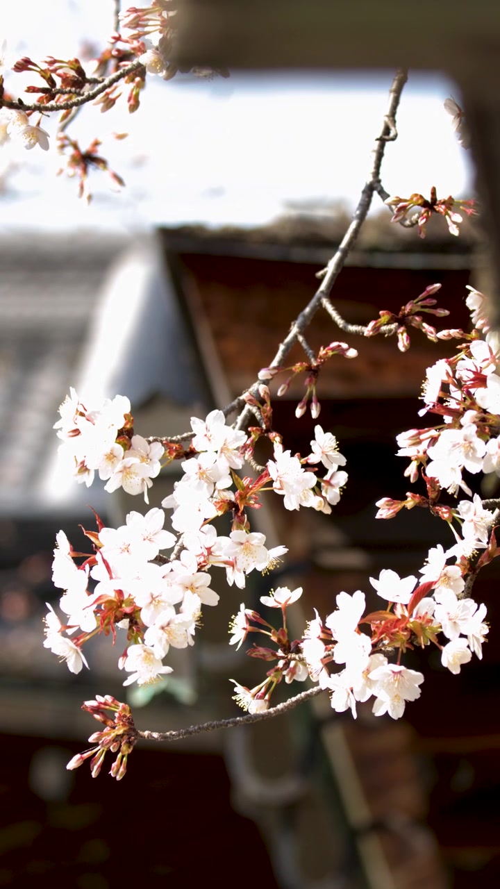 Primo piano di fiori di sakura bianchi che ondeggiano delicatamente contro un tetto sfocato di un tempio tradizionale in legno.