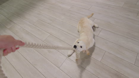 a man plays with a dog using a rope, first person view