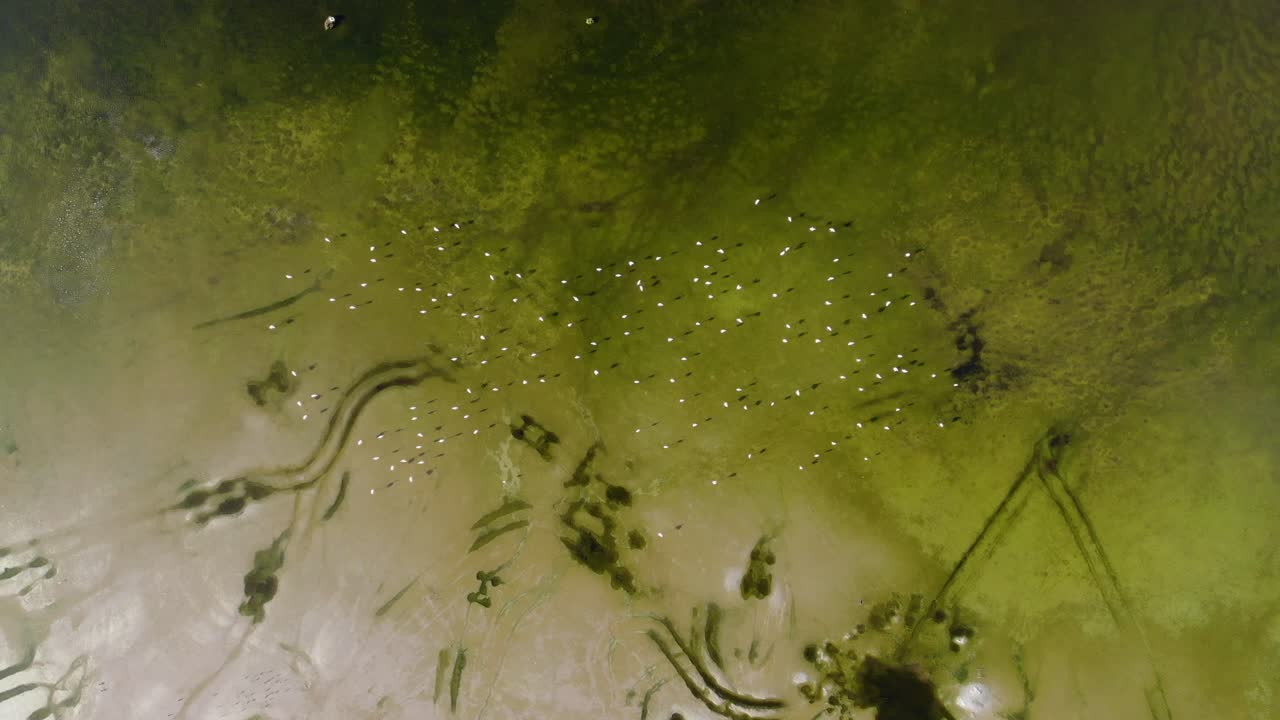 vista superior: bandada de flamencos salvajes en los manglares de ajman, emiratos árabes unidos, imágenes de 4k