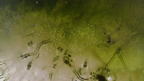 top view: flock of wild flamingos at ajman mangroves, united arab emirates, 4k footage