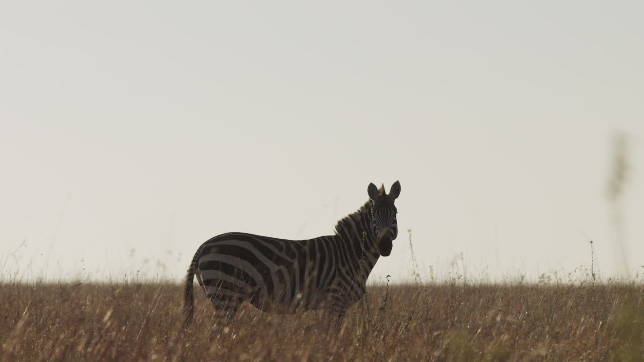 Zebra delle pianure in vigile immobilità