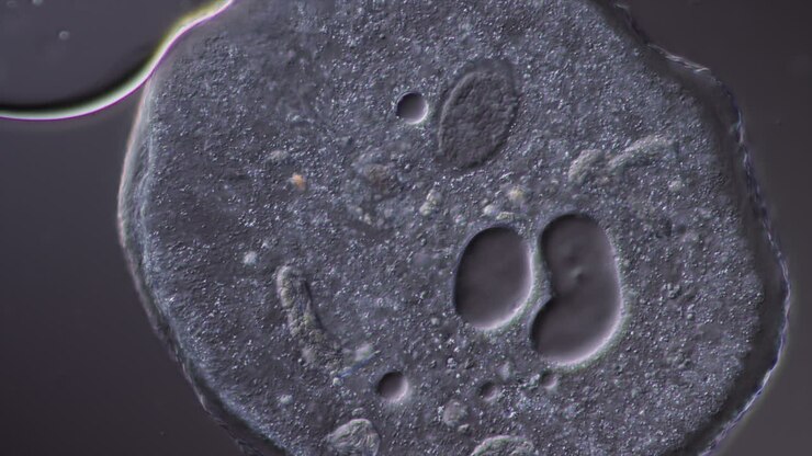 Microscopic view of a single-celled organism
