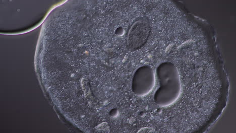 microscopic view of a single-celled organism