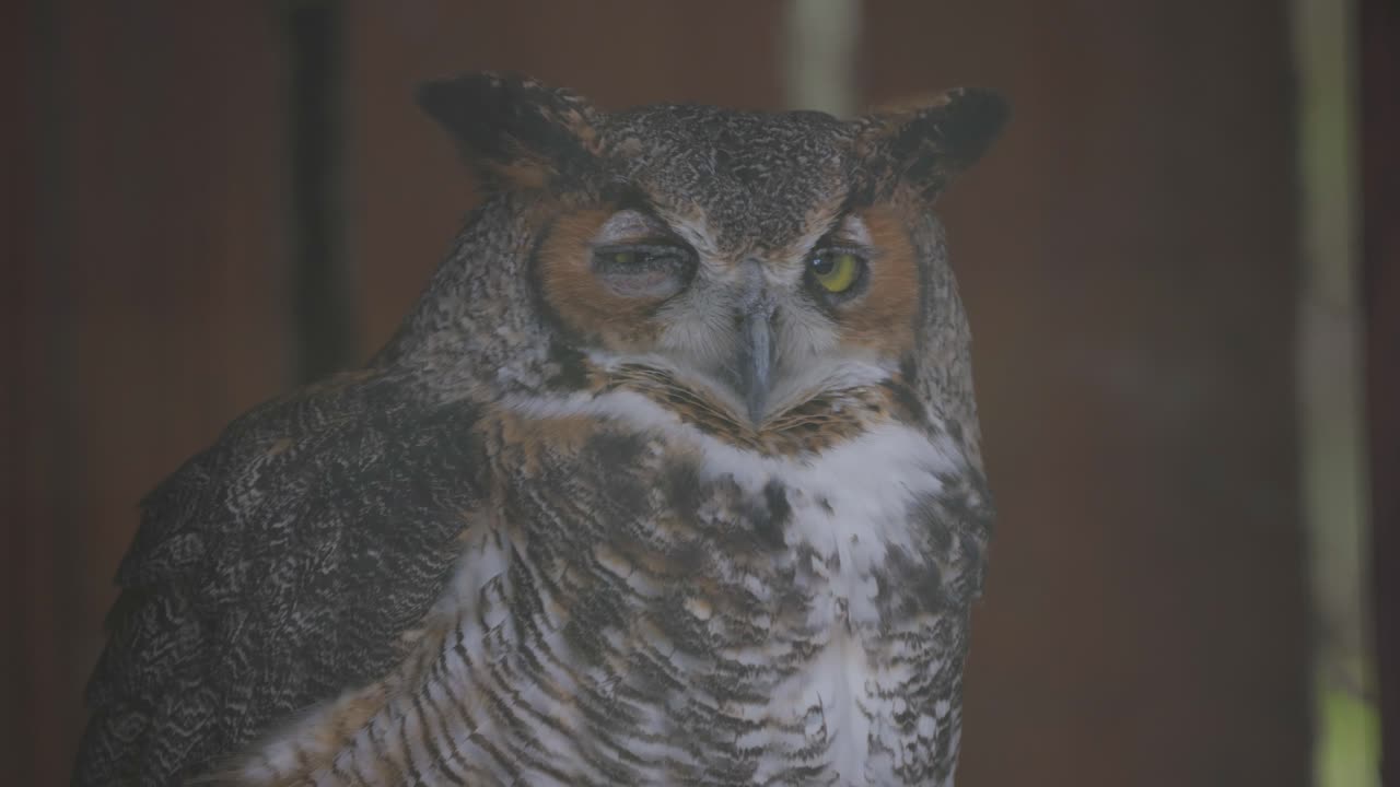 Close-up of a great horned owl perched indoors with intense gaze and feather detail