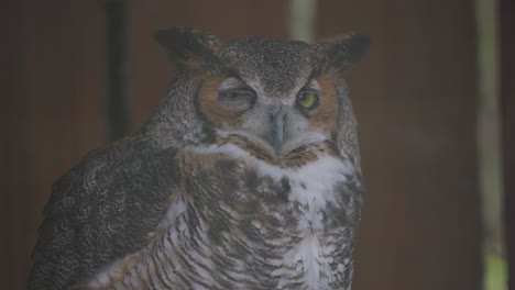 close-up of a great horned owl perched indoors with intense gaze and feather detail