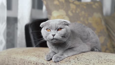 A-cute-grey-coloured-Scottish-fold-cat-is-sitting-on-a-sofa,-looking-around-and-yawning