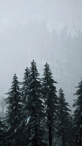 a view of a snowy forest