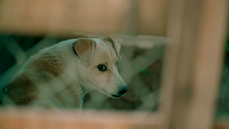 Der-Streunende-Hund-Hinter-Dem-Zaun,-Der-In-Der-Seitenhaltung-Schaut