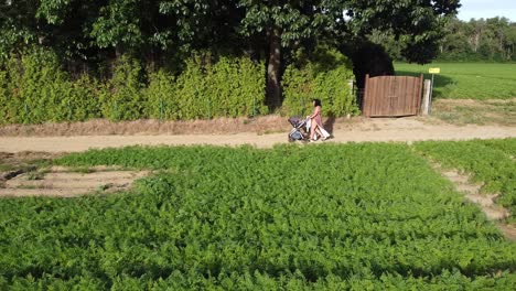 mommy walking her baby in a stroller in the potato fields of scherpenbeek, belgium