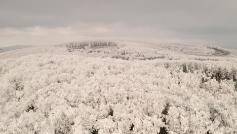4k aerial video footage with a drone flying above a frozen forest almost touching the treetops