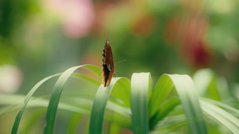 mariposa posada en una rama de un árbol