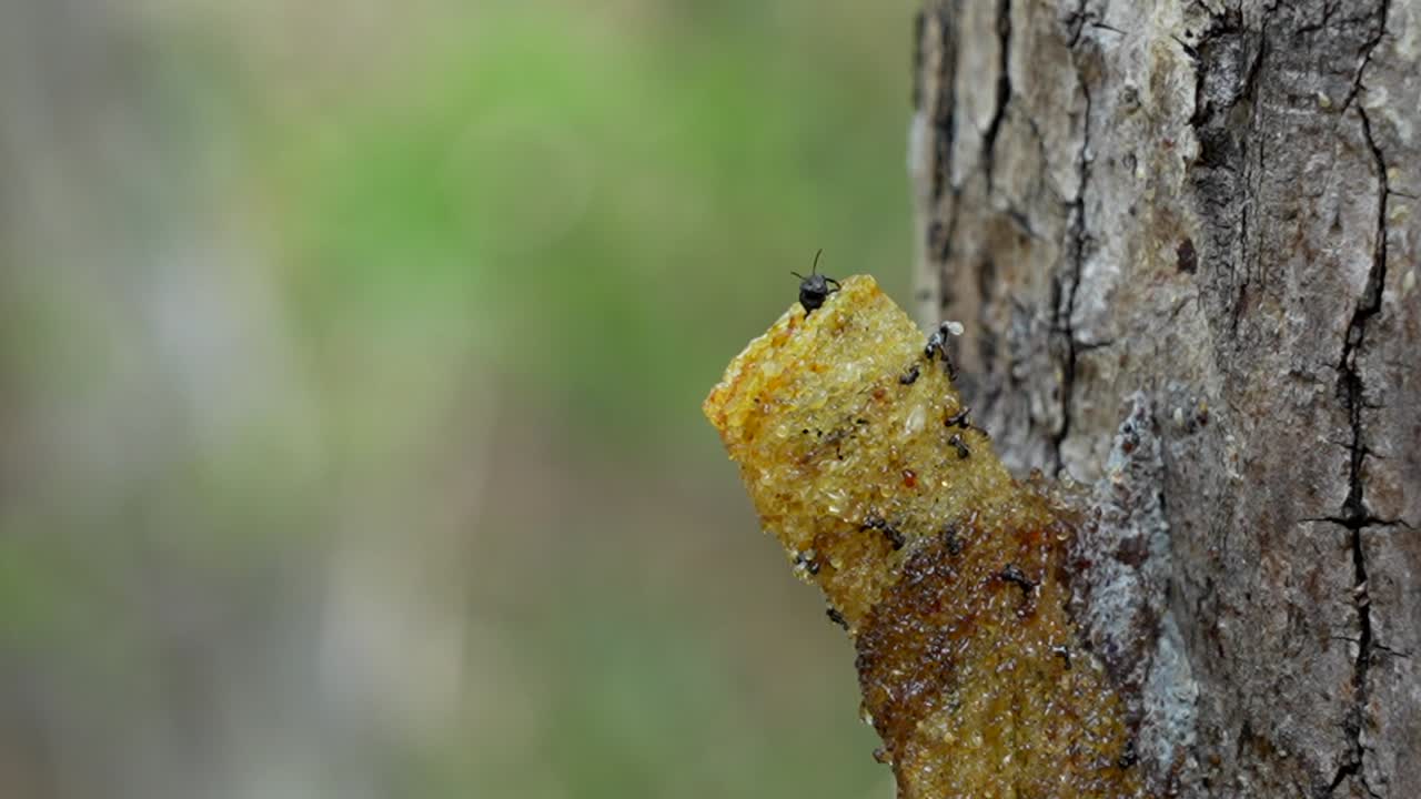A slow motion macro video of stingless bees going in and out of their wax entrance pipe that leads to their bee colony inside the tree trunk