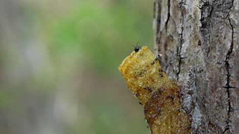 Ein-Zeitlupen-Makrovideo-Von-Stachellosen-Bienen,-Die-Durch-Ihr-Wachseintrittsrohr,-Das-Zu-Ihrem-Bienenvolk-Im-Baumstamm-Führt,-Hinein--Und-Herausgehen