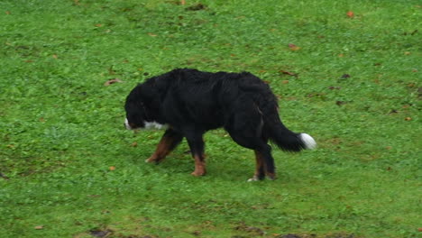 Berner-Sennenhund,-Der-Auf-Der-Wiese-Spaziert-Und-Die-Umgebung-Erkundet