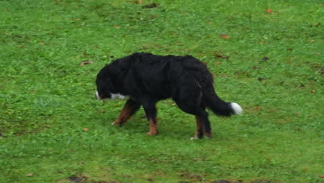 perro de montaña bernés caminando por la pradera y explorando los alrededores