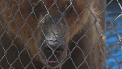 closeup-of-brown-grizzly-bear-yawning-behind-fenced-enclosure