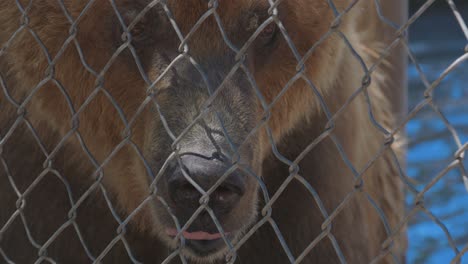 closeup of brown grizzly bear yawning behind fenced enclosure