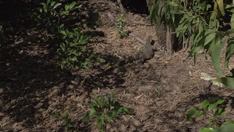 goanna australiana caminando sobre el monte en el bosque de la isla whitsunday, qld, australia