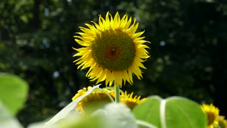 Eine-Sonnenblume-Auf-Einem-Feld-In-Tokio,-Japan