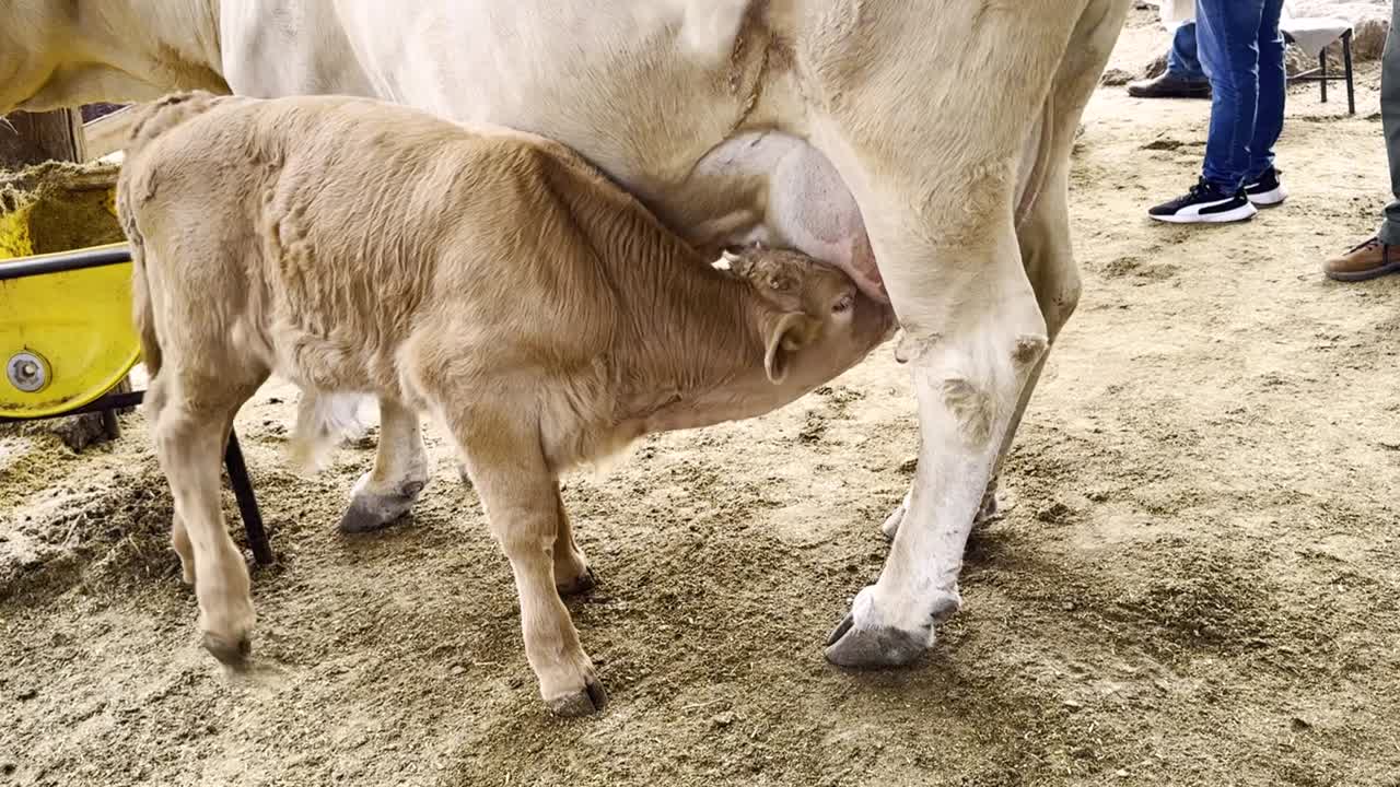 Calf feeding from its mother's udder rural farm concept